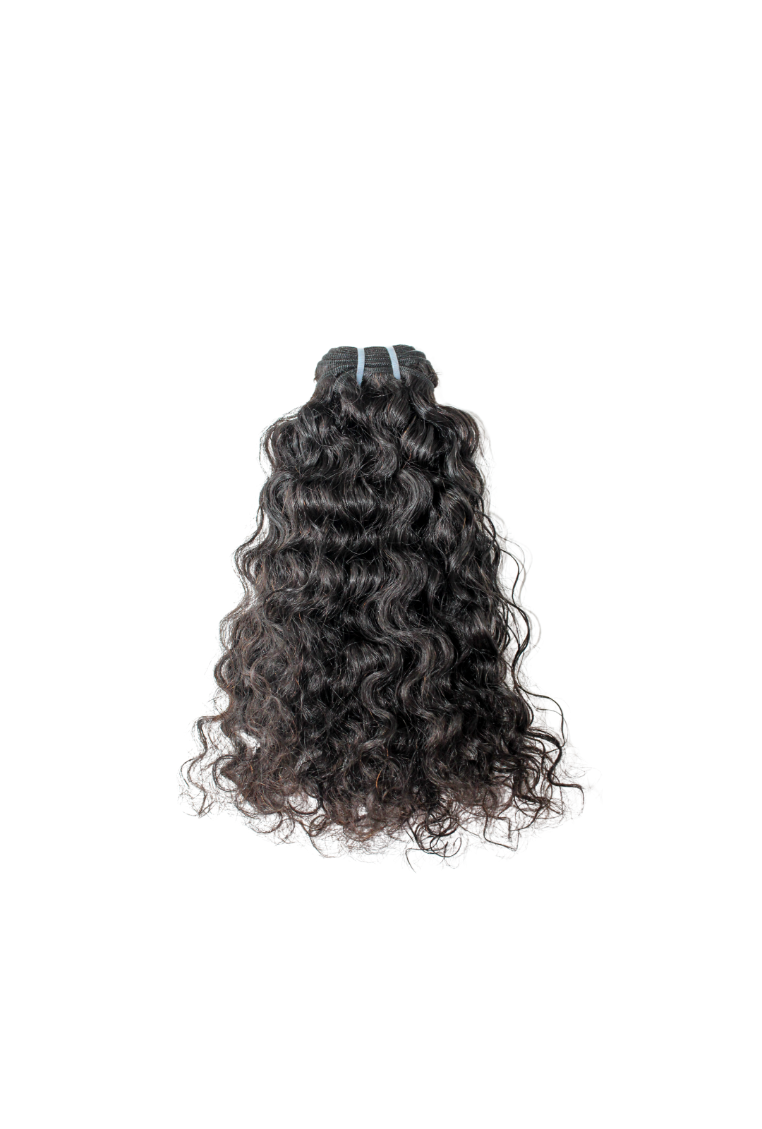 Burmese Curly